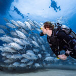 A person scuba diving amidst a school of fish in the ocean in Mexico.