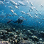 scuba-diver-swimming-through-school-of-silver-fish-2026-03-26-22-40-51-utc